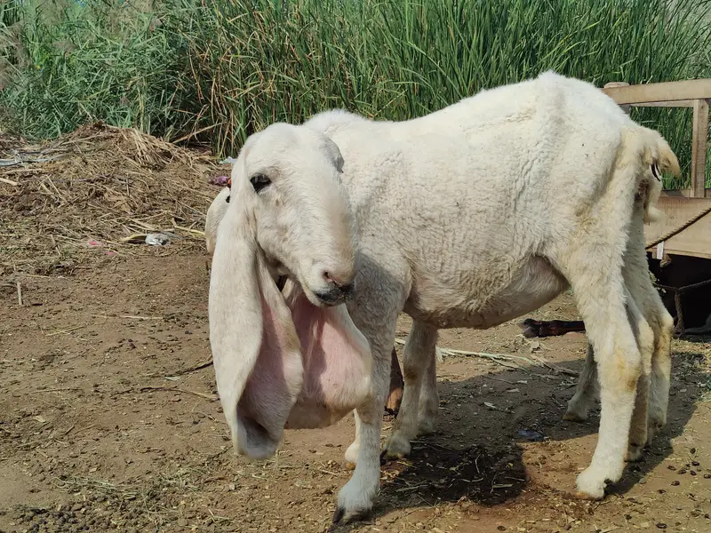 Ghaban Sheep For Sale