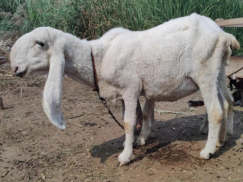 Ghaban Sheep For Sale — photo 2