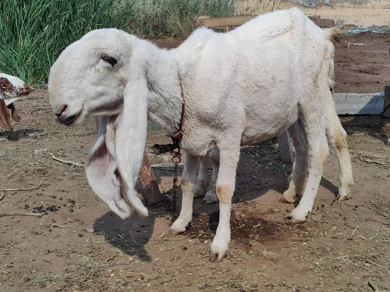 Ghaban Sheep For Sale — photo 3