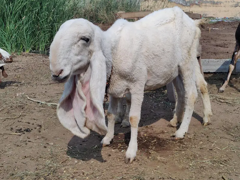 Ghaban Sheep For Sale — photo 4