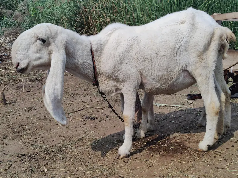 Ghaban Sheep For Sale — photo 5