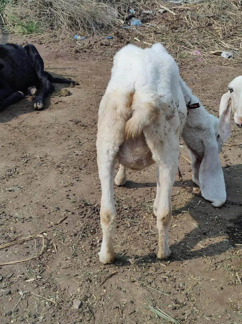 Ghaban Sheep For Sale — photo 6