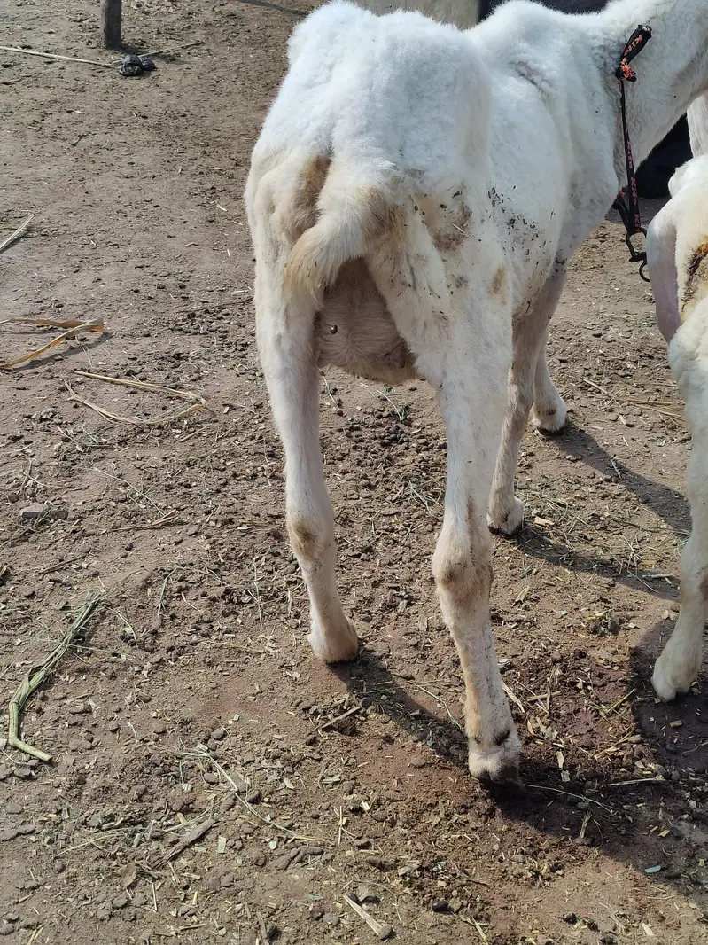 Ghaban Sheep For Sale — photo 7