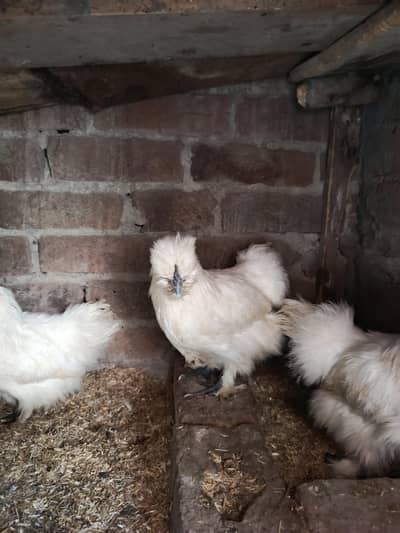 pure silkie 1 male 2 female set