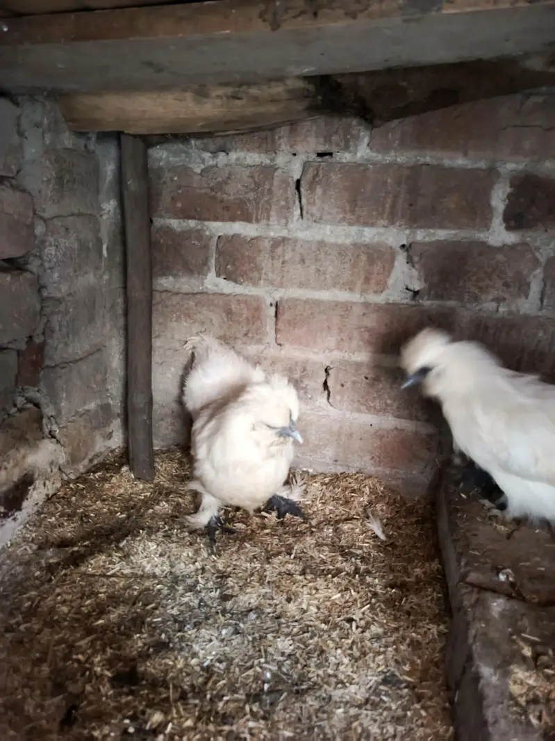 pure silkie 1 male 2 female set — photo 2