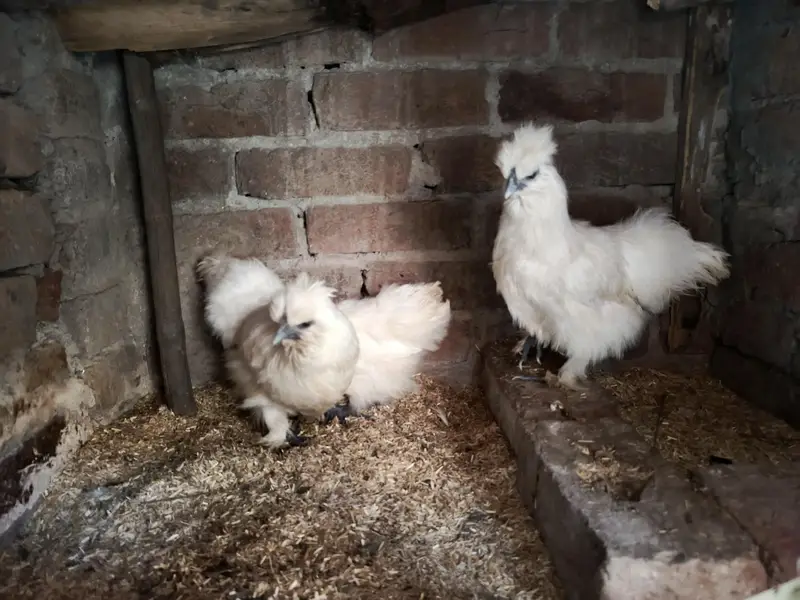pure silkie 1 male 2 female set — photo 3
