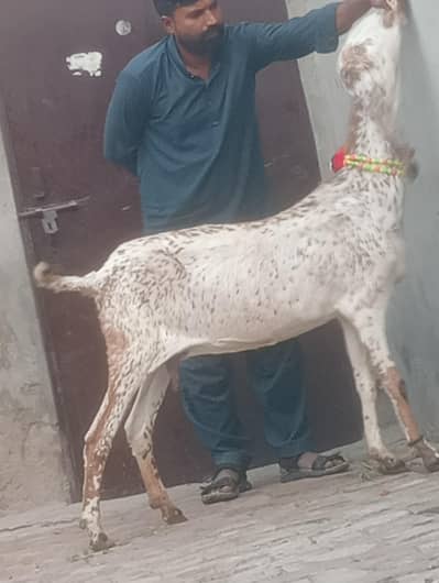 makhi chini confram gaban phat sale