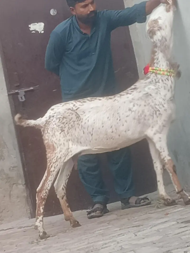 makhi chini confram gaban phat sale