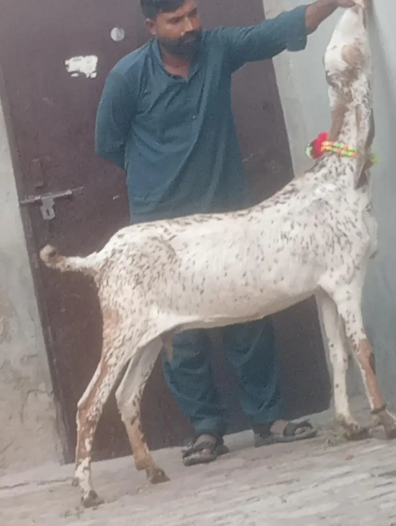 makhi chini confram gaban phat sale — photo 2