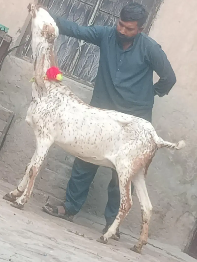 makhi chini confram gaban phat sale — photo 3