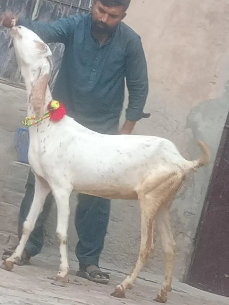 makhi chini confram gaban phat sale — photo 6