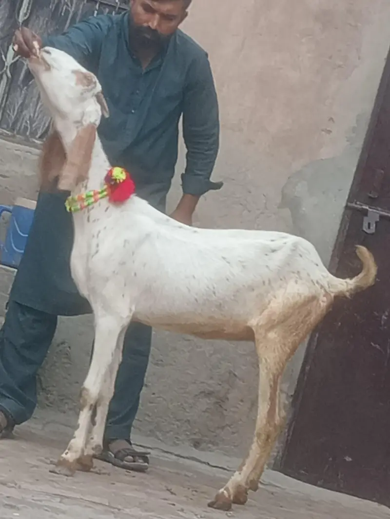 makhi chini confram gaban phat sale — photo 7