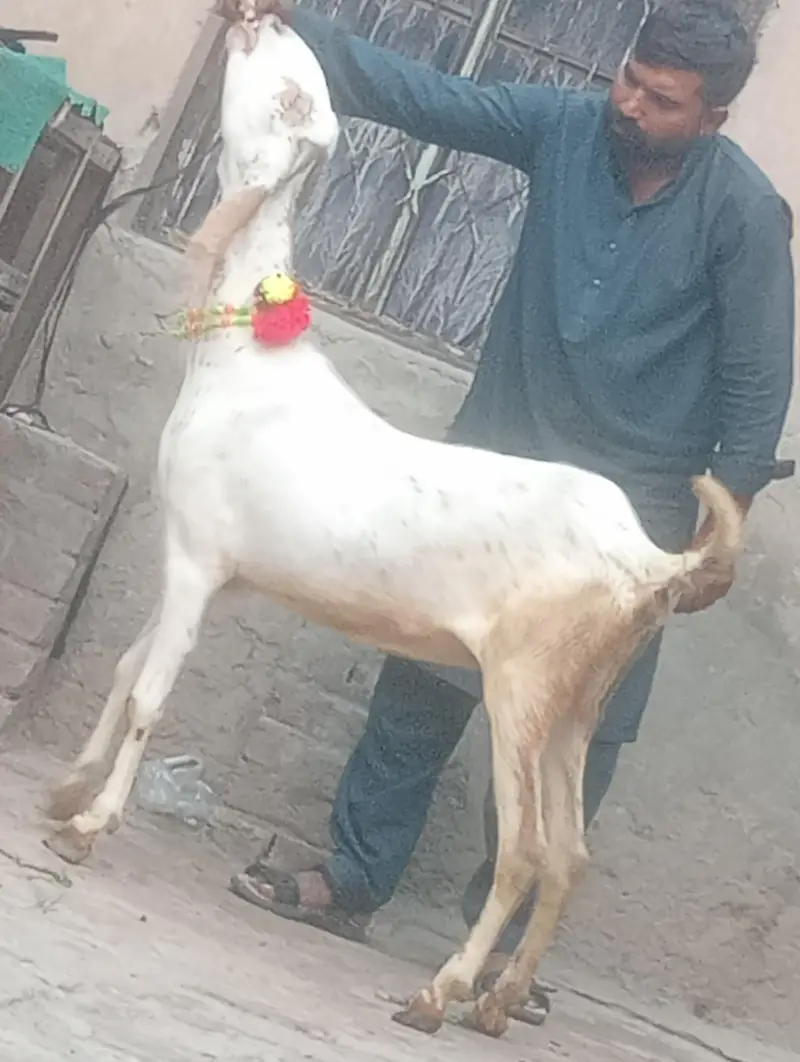 makhi chini confram gaban phat sale — photo 8