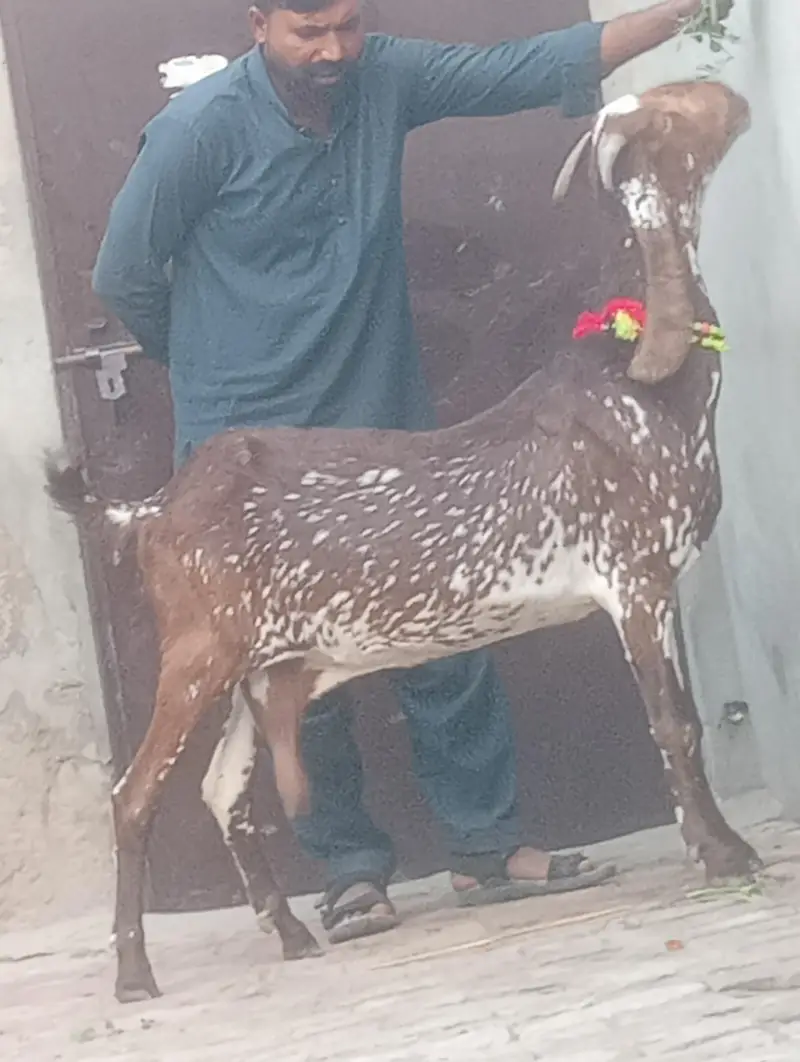 makhi chini confram gaban phat sale — photo 9