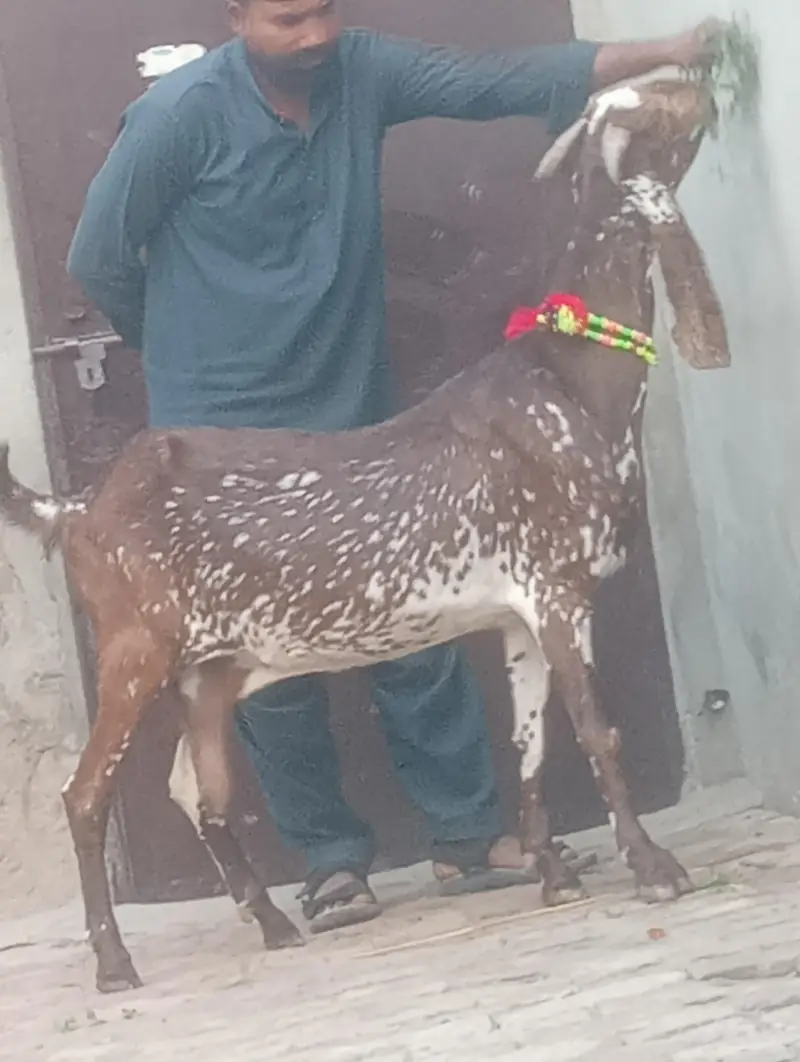 makhi chini confram gaban phat sale — photo 10