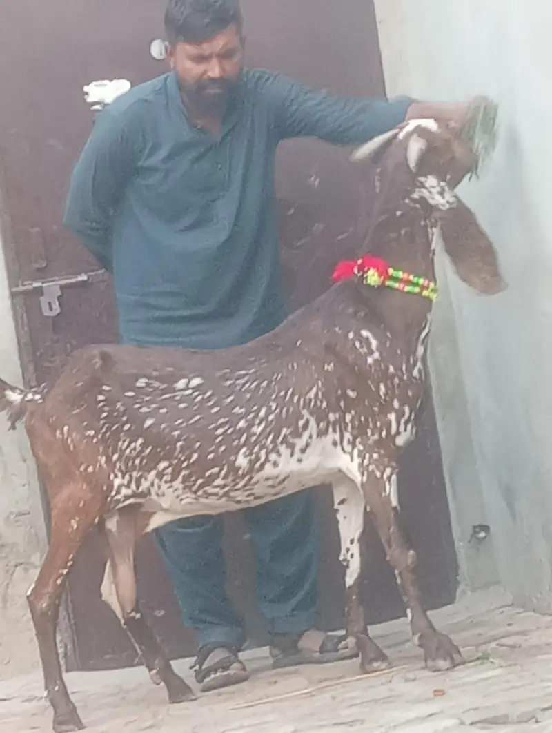 makhi chini confram gaban phat sale — photo 11
