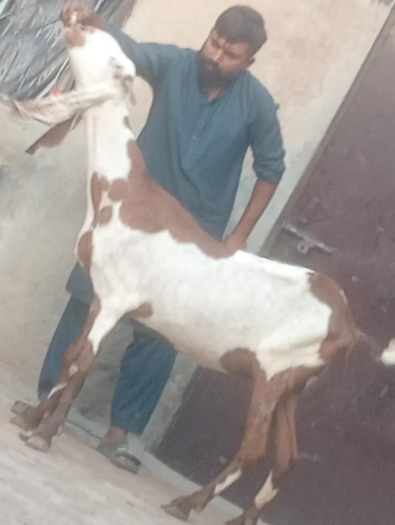 makhi chini confram gaban phat sale — photo 12