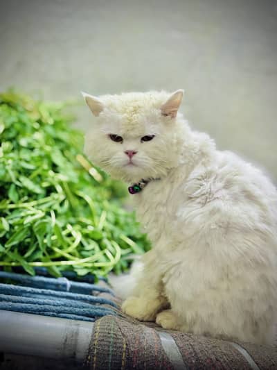 Persian cat