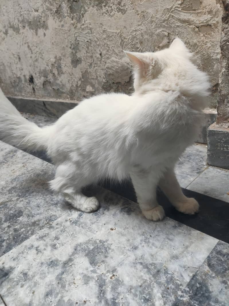Persian cat 1