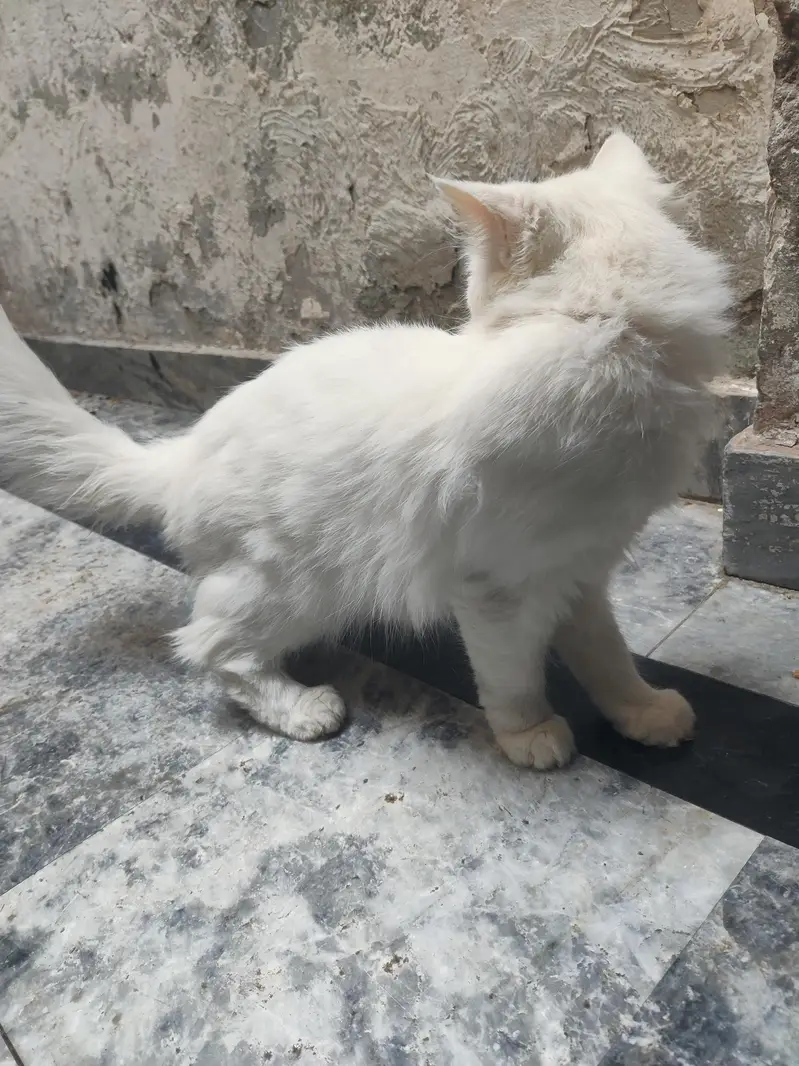 Persian cat — photo 2