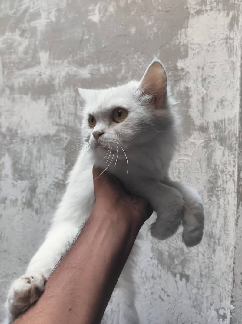 Persian cat 2
