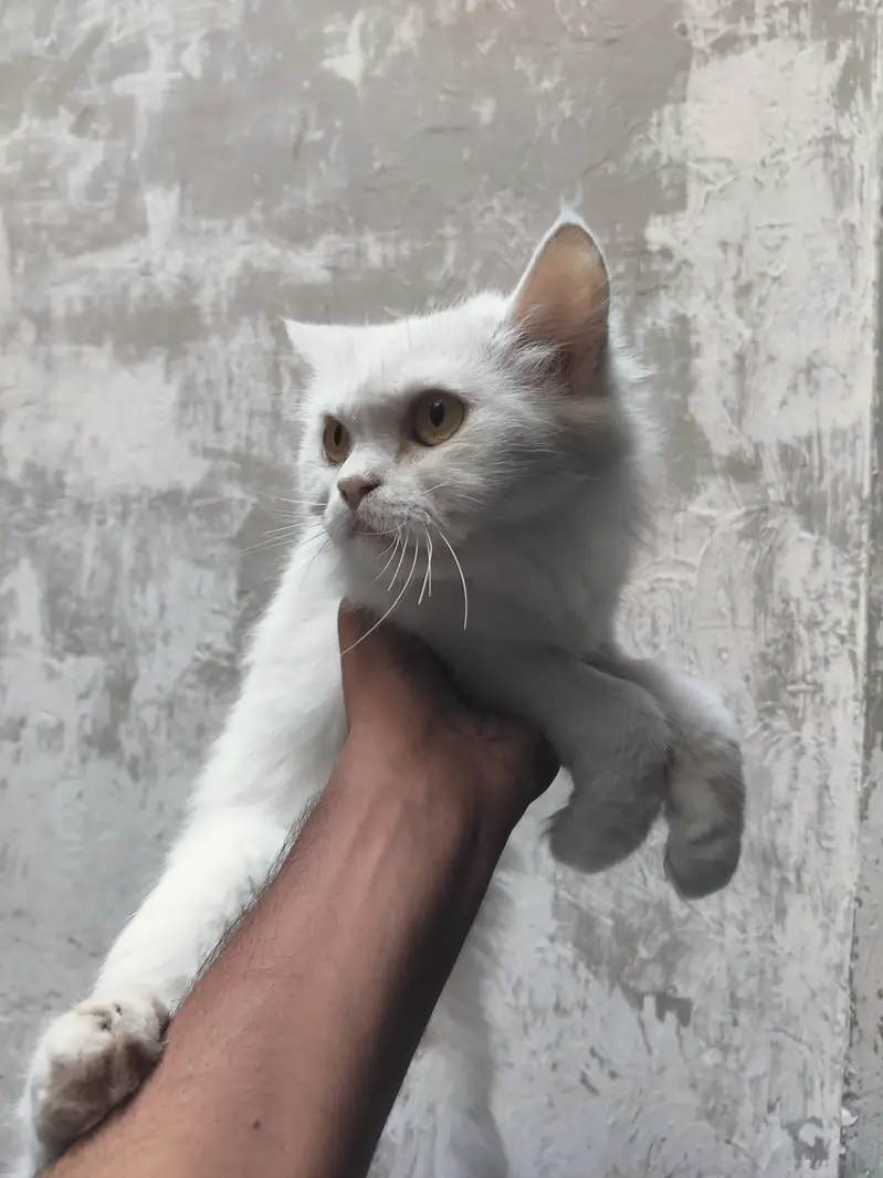 Persian cat — photo 3