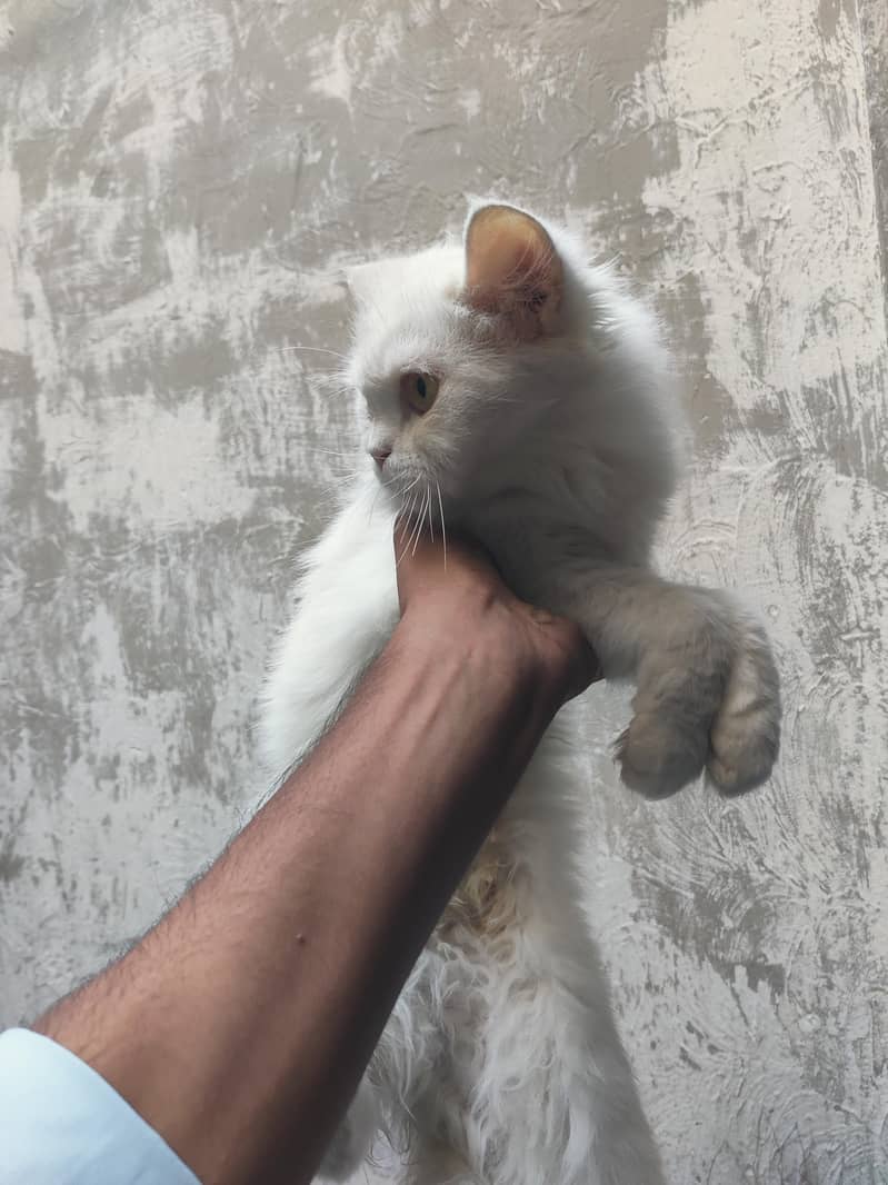 Persian cat 3