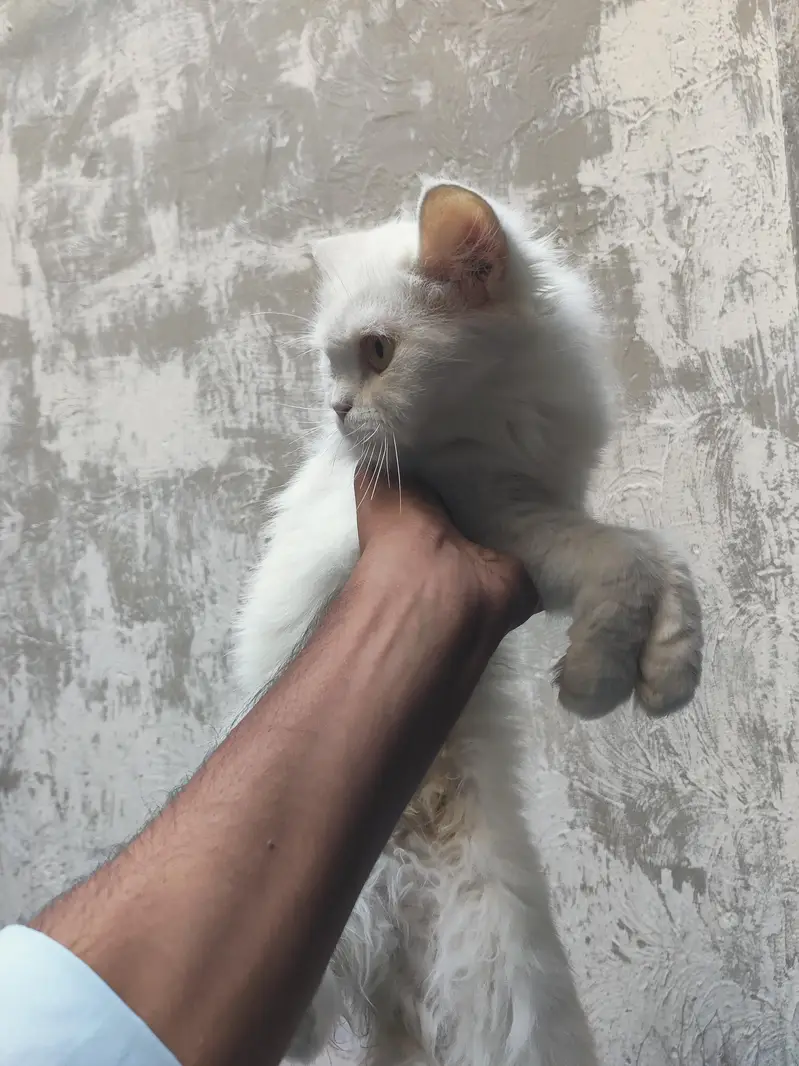 Persian cat — photo 4