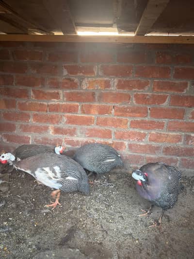 Guinea fowl Trio set available. ( Chakor )