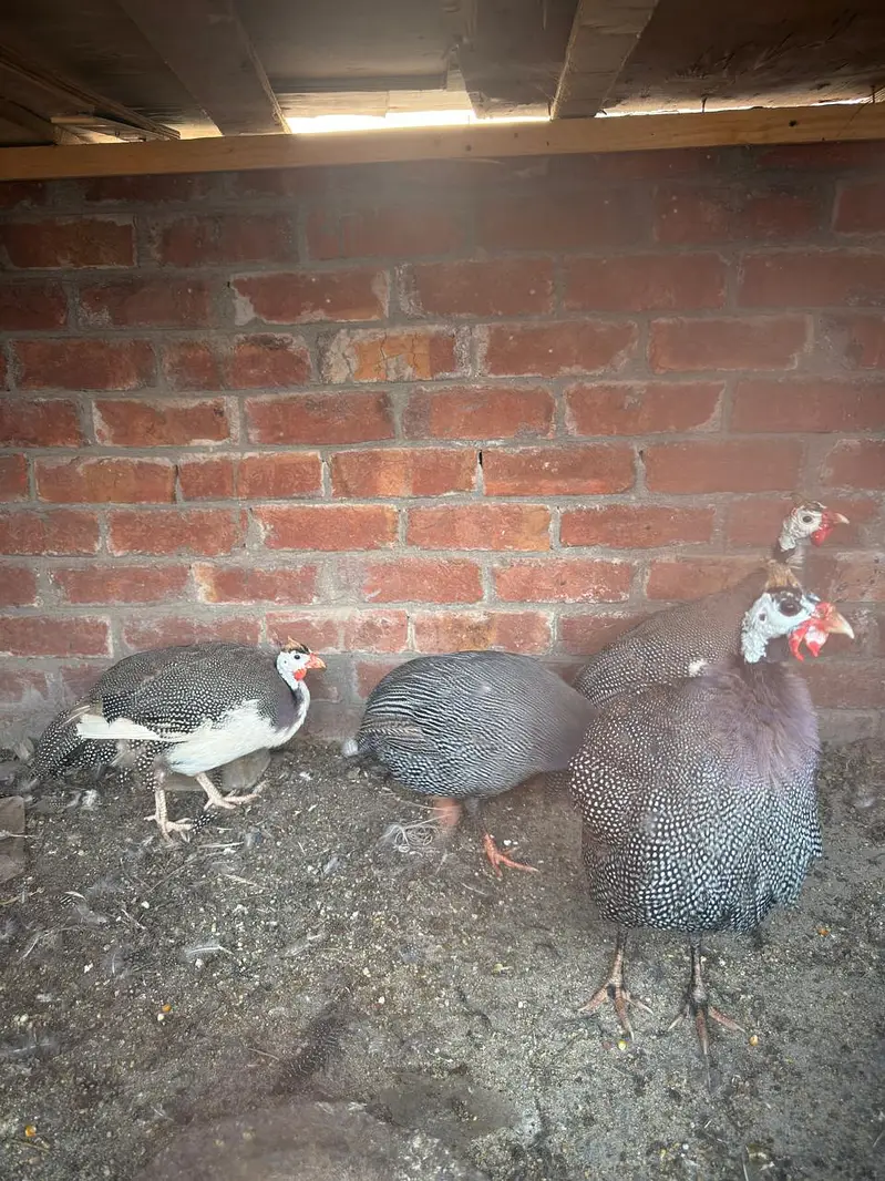 Guinea fowl Trio set available. ( Chakor ) — photo 2