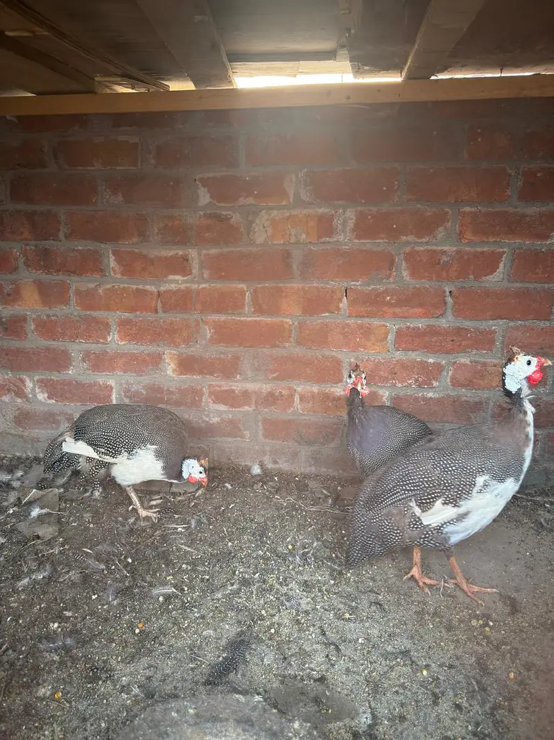 Guinea fowl Trio set available. ( Chakor ) — photo 3