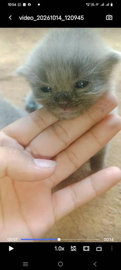 Cute Persian cats for sale