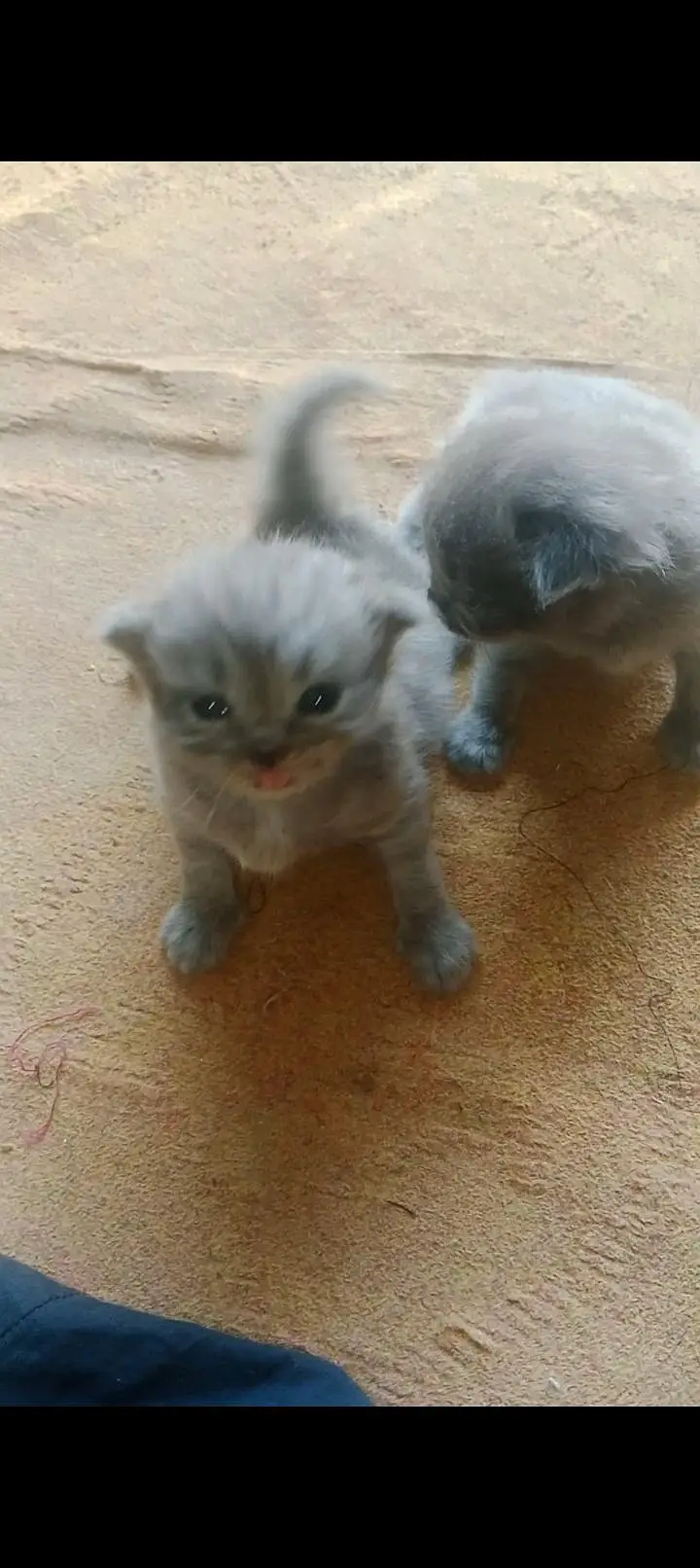 Cute Persian cats for sale — photo 2
