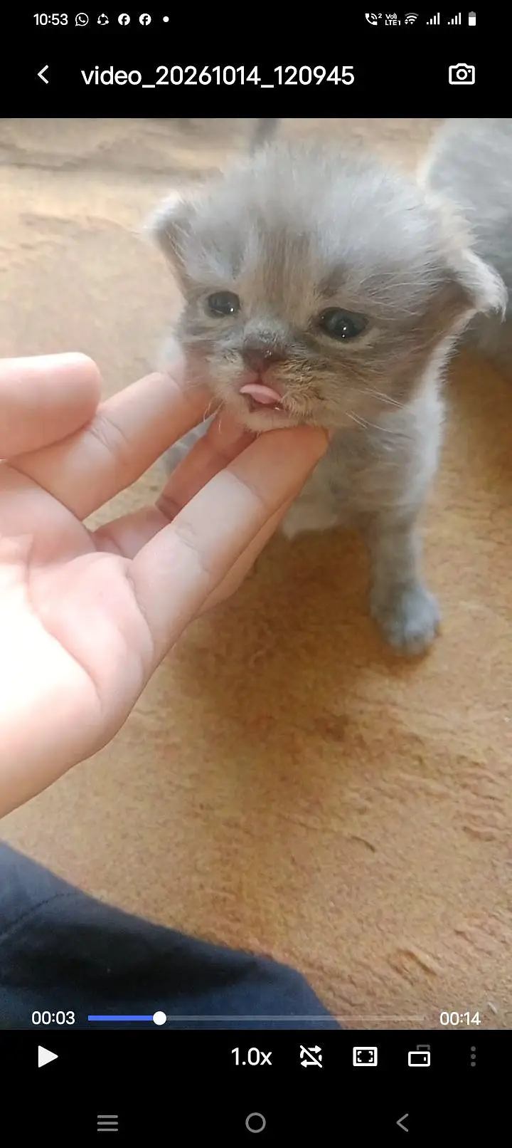 Cute Persian cats for sale — photo 3