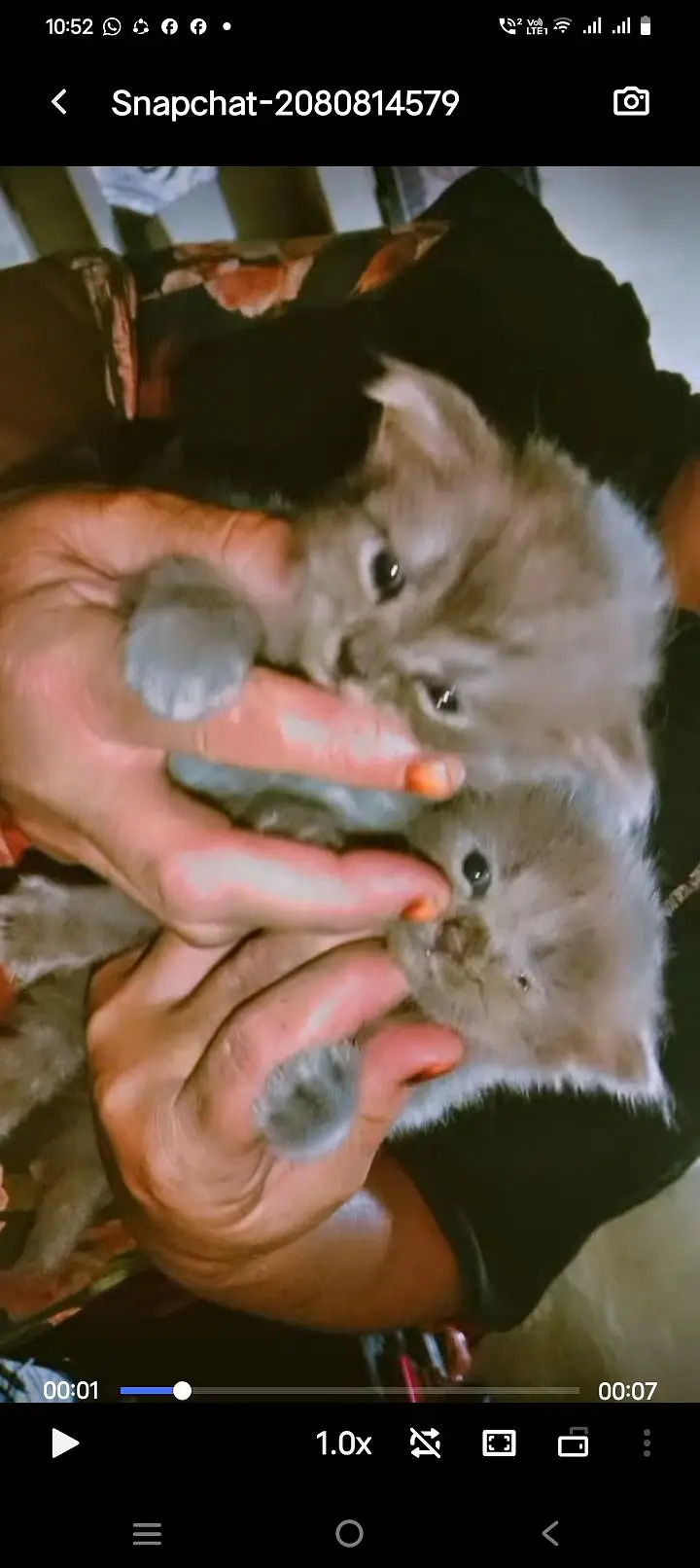 Cute Persian cats for sale — photo 4