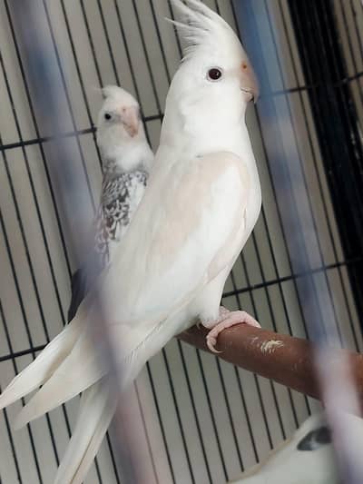 2 Breeder Males Available for Sale