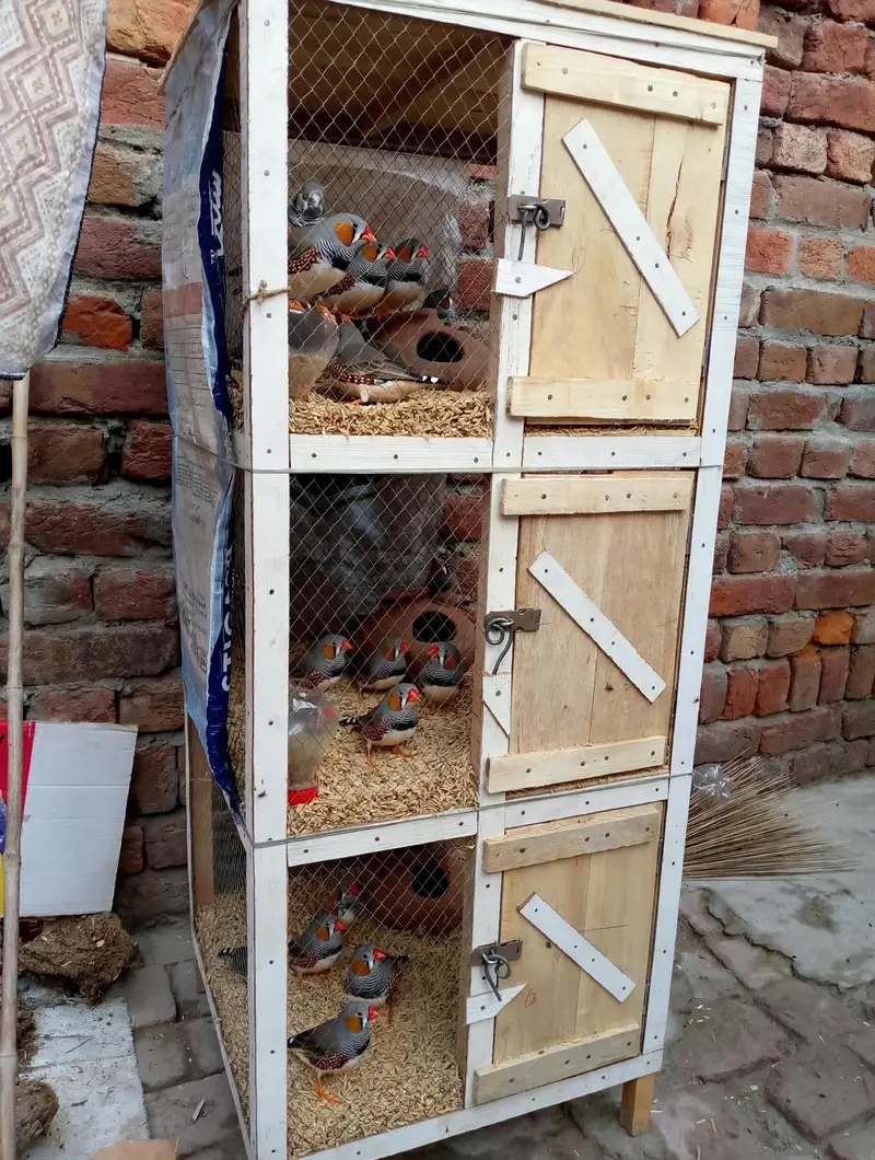 Royal Loft 3 Portion Pigeon Cage 44 Inch - Jadawala Faisalabad — photo 2