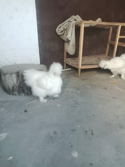 Silkie white hens