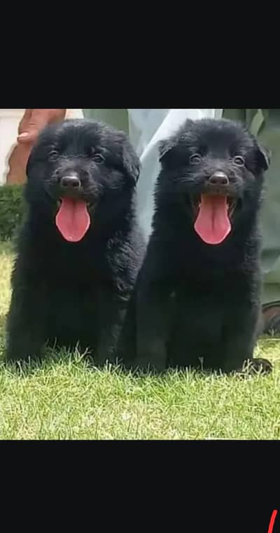 Black German Shepherd Pair | GSD | German Shepherd long coat pupy