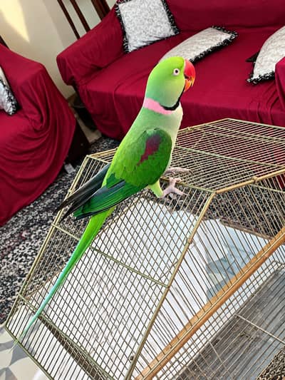 kashmiri parrot for sale . . .