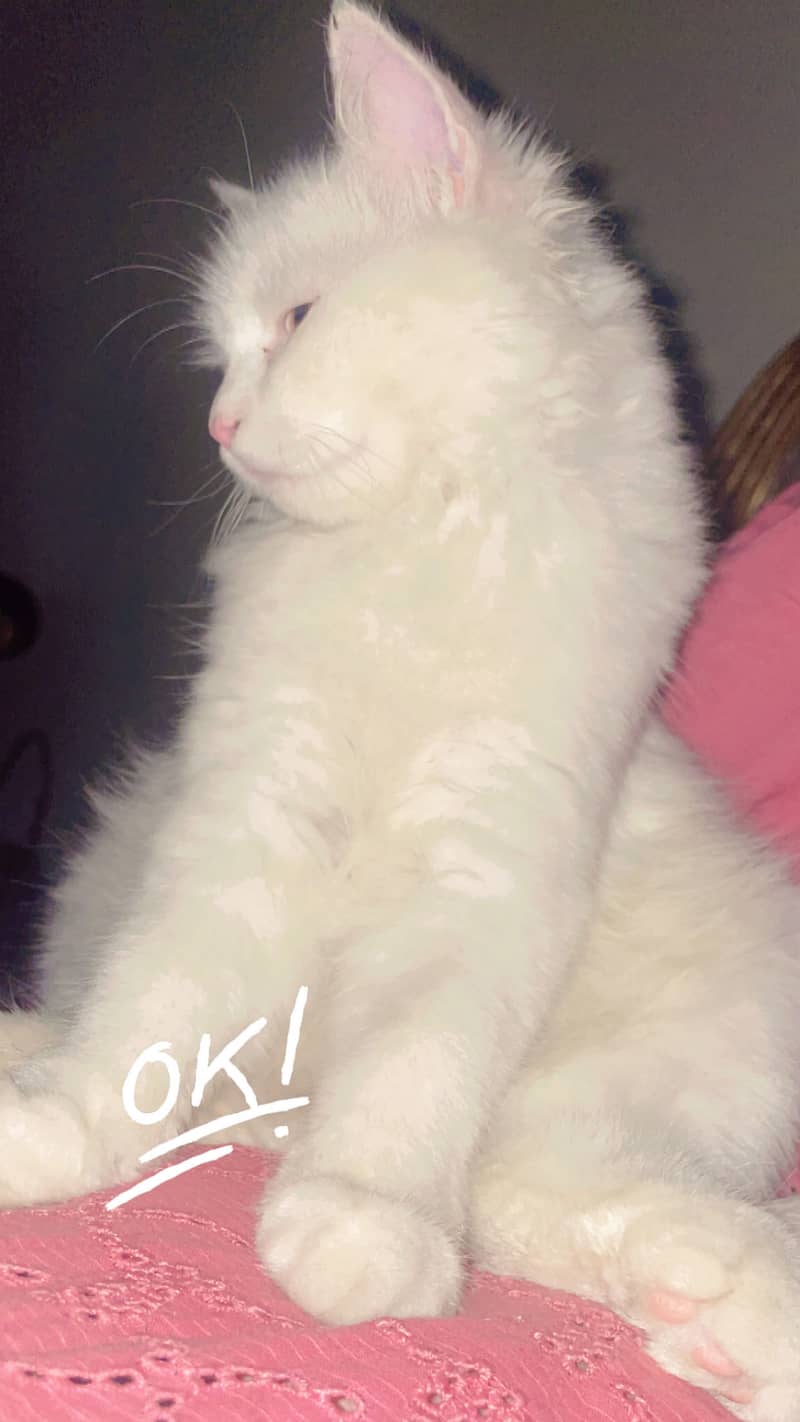 Pretty white kitty 3