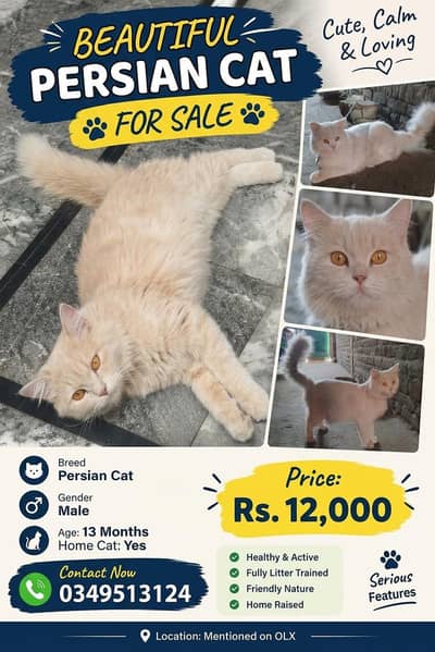 Sheru for sale (Persian Cat)
