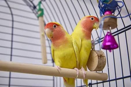 common Lutino Lovebirds pair