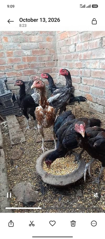 Aseel Hens 3000