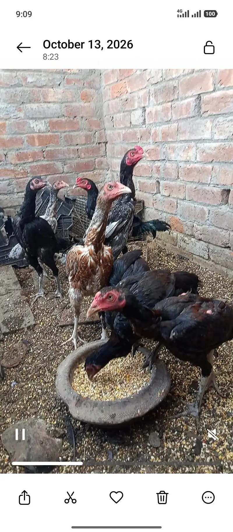 Aseel Hens 3000 — photo 2
