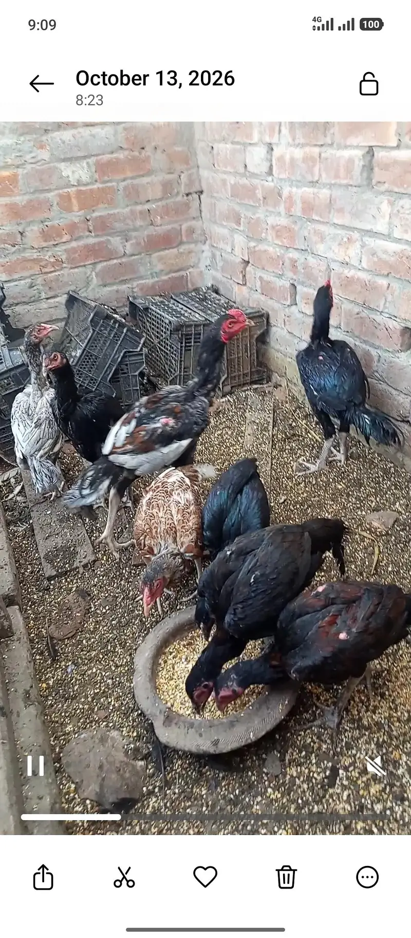 Aseel Hens 3000 — photo 3
