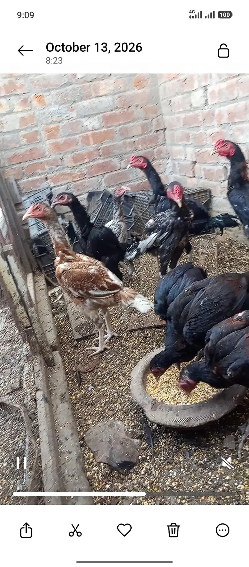 Aseel Hens 3000 — photo 4