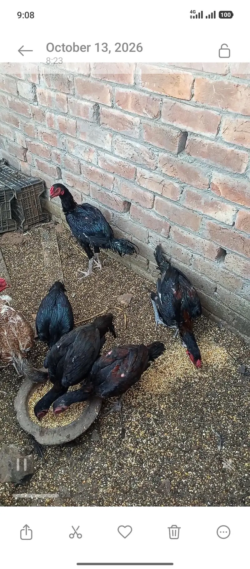 Aseel Hens 3000 — photo 5