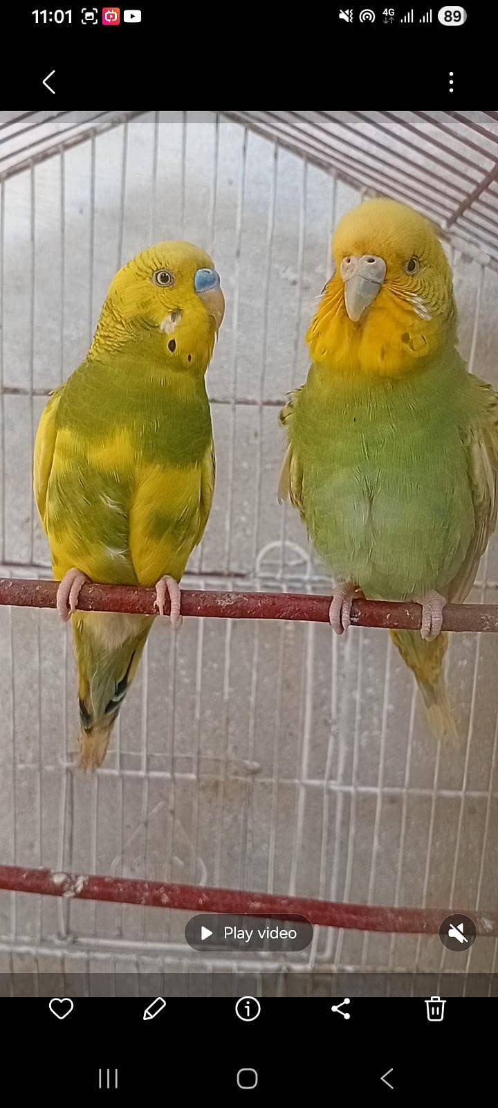 budgies 0