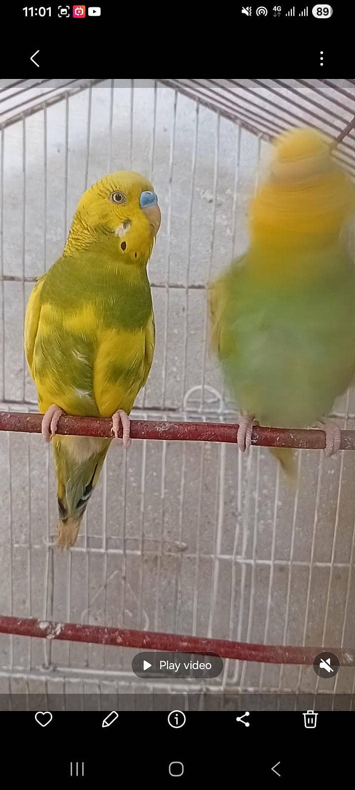 budgies 1